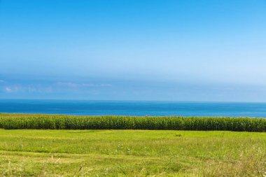 Deniz deki mısır tarlaları