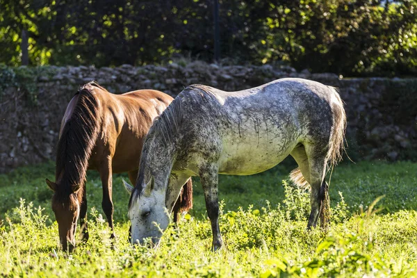 Dwa konie jedzą trawę na łące — Zdjęcie stockowe