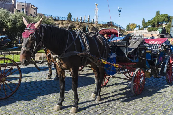 Paard en wagen voor toeristen in Rome, Italië — Stockfoto
