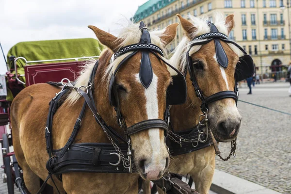 Paard en wagen in de Brandenburger Tor, Berlijn, Duitsland — Stockfoto