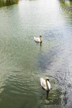 Beyaz Kuğu bir kanal Bruges, Belçika Yüzme
