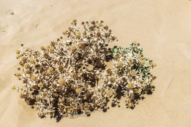 Dikenli bitki bir Beach Sicilya, İtalya