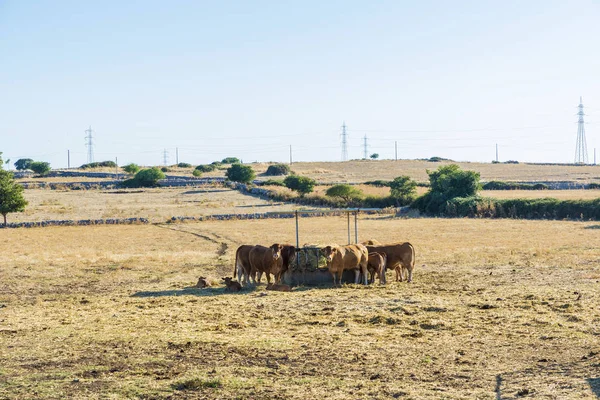 Kudde koeien tussen velden in Sicilië, Italië — Stockfoto
