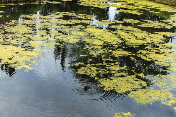 Estanque con patos nadando en Malmo, Suecia — Foto de Stock