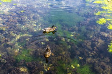 Su çiçekleri ve derenin ağzında iki ördek 