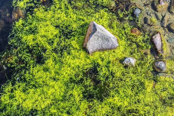 Flores acuáticas como fondo en la desembocadura de un arroyo — Foto de Stock