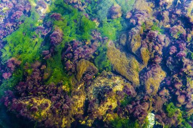 Bir derenin ağzında arka plan olarak su çiçekleri 