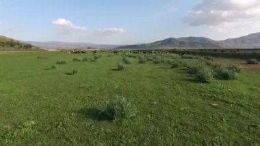 Koyunlar yeşil çayırlarda koşuyor.