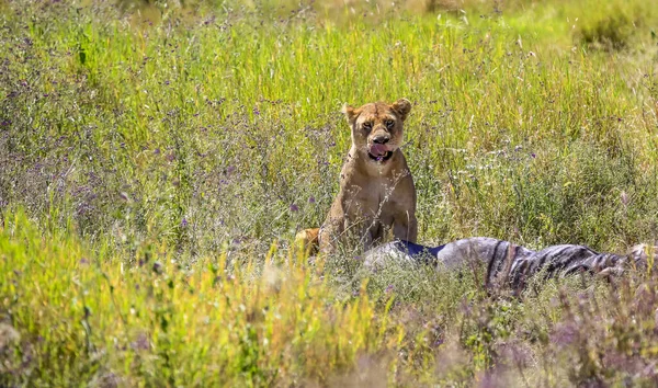 Dişi aslan, avını öldürdükten sonra parlak bir tarlada oturup yüzünü yalıyor.