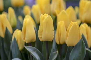 Güzel, sarı laleler yazın çiçek açmaya başlıyor.