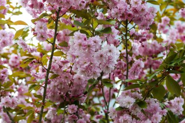 Parlak pembe çiçekler baharda Arkasından parlak bir ışık geliyor