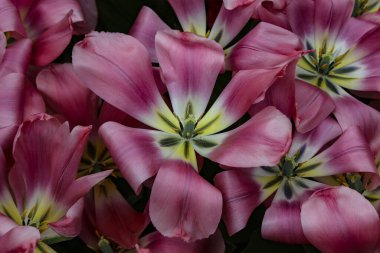 çok parlak pembe laleler, leke üzerine polen serpiştirilmiş.