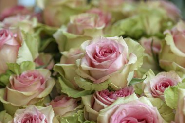 Alışılmadık pembe ve yeşil güller açar. Bir çiçek diğerinin üzerinde oturur.