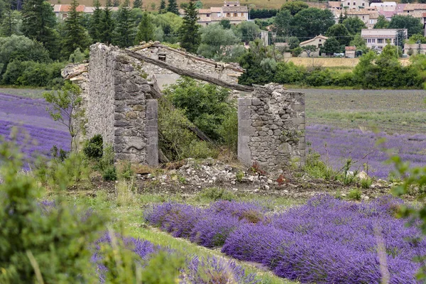 Lavanta tarlasında yıkılan bina