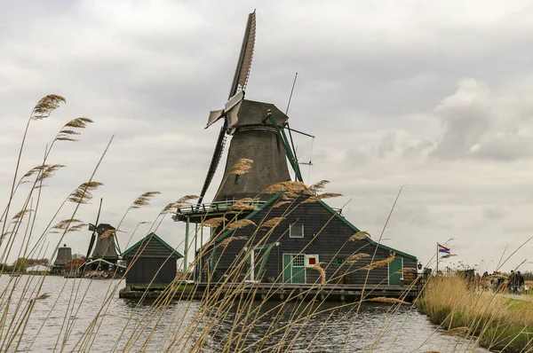 Yeşil ve kahverengi yel değirmeni olan gri gökyüzü ön planda sazlıklar olan bir eve benziyor.