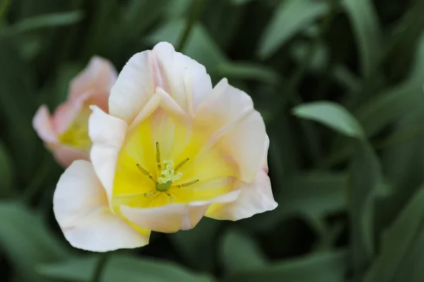 Açık sarı merkezli şeftali rengi lale çiçeğine bakıyorum. Seçici odak yeşil arka plan.