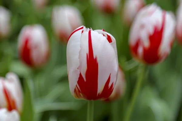 beautiful delicate red and white tulip close up with blurred background