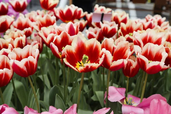 Beyaz uçlu uzun kırmızı laleler.