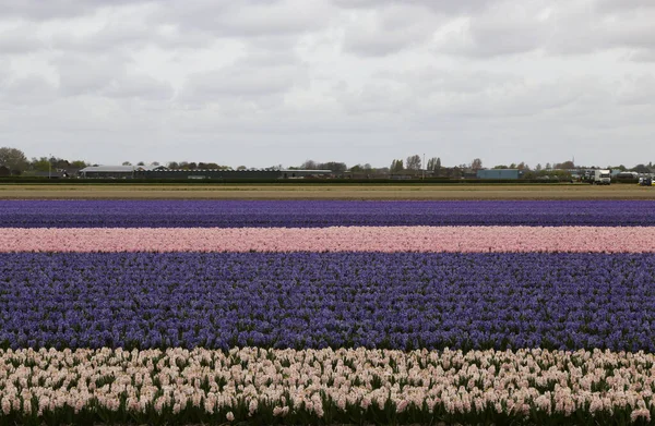 収穫を待っている鮮やかなピンク紫と桃の花の列を持つチューリップ農場 — ストック写真