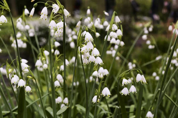 Bir tarlada büyüyen vahşi leucojum. Her yaprağın altında yeşil noktalar olan küçük narin beyaz çiçekler.