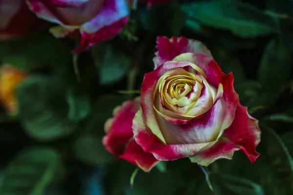 çok renkli gülün koyu görüntüsü - kırmızı ve sarı çiçek - boşluğu kopyala