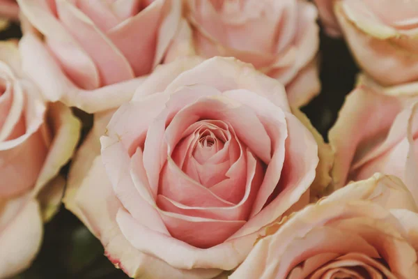 Etrafında tomurcuklar olan pembe bir gül.