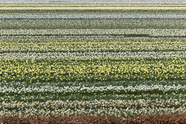 産業界チューリップ栽培 フィールド内の行で成長する黄色と白の花 — ストック写真