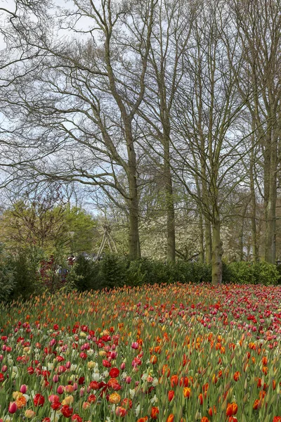 Rengarenk kırmızı sarı ve turuncu lalelerden oluşan geniş bir tarlanın arkasındaki ağaçlıklar.