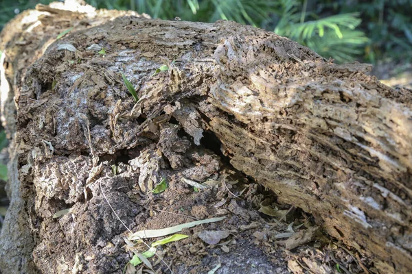 Fallen Tree Trunk Damage Termites Shown Holes Bark Crumbling Wood — Stock Photo, Image
