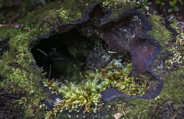 Karanlıkta örümcek ağına dokunmuş yeşil yosunlarla kaplı içi boş bir kütük..