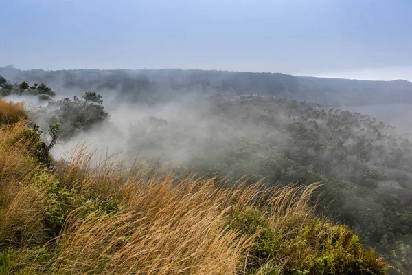 Ağaçların tepesinde alçak bir sis, açık mavi gökyüzü açık.