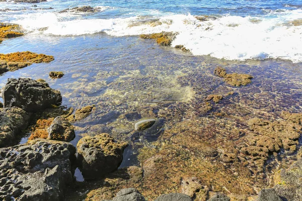 Turtle Eating Reef Waves Crashing Clear Ocean — Stock Photo, Image