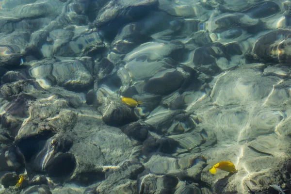 清澈的海水注视着岩石池底 水面上有几条黄色的鱼和太阳的波纹 — 图库照片
