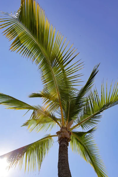 Kaya havuzunun dibindeki berrak suda birkaç sarı balık ve güneş dalgalanması.