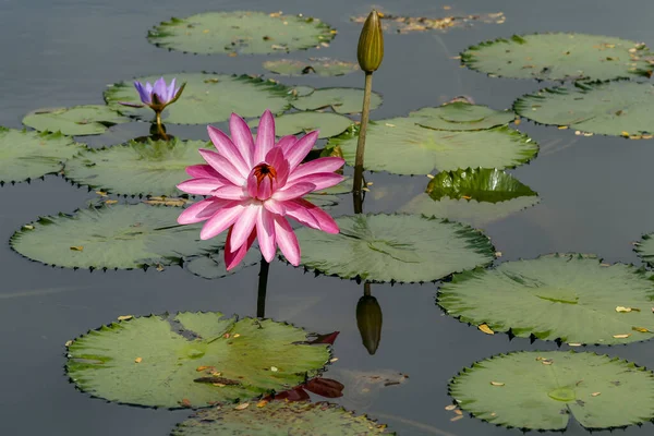 Pink lily faces bloom towards the sun, the reflection of a closed flower is found in the water with many lily pads around in a pond of water giving a sense of calm and tranquillity.
