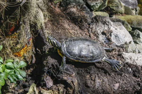 yeşil kaplumbağa bacakları esnedi güneşte gevşiyor toprak ve kayalarda.