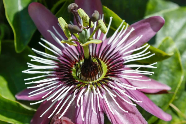 Close up of maroon passionfruit flower in the sun