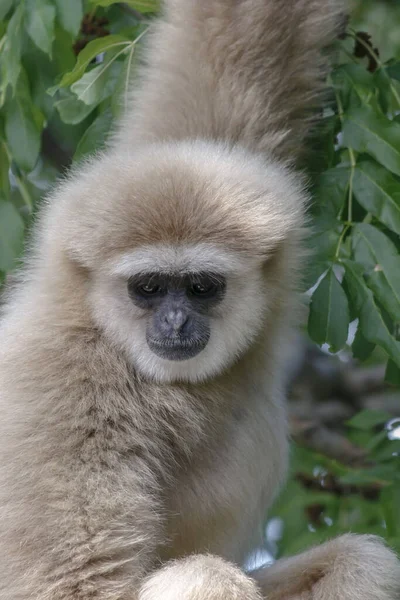 Singe Suspendu Par Bras Regardant Vers Caméra Avec Fond Flou — Photo