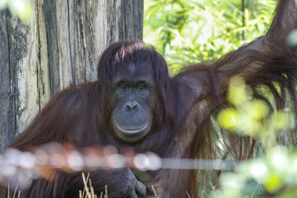 Orang Outan Regardant Directement Vers Avant Avec Une Clôture Fil — Photo