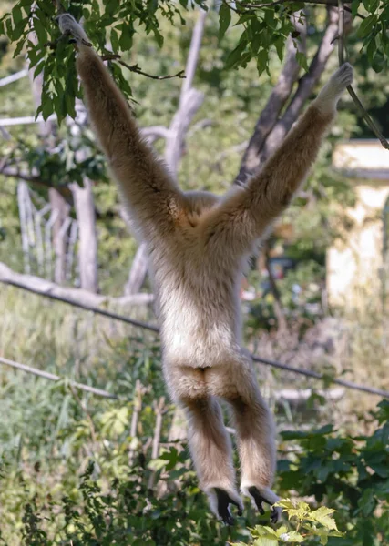Mono Colgando Las Ramas Los Árboles Visto Desde Atrás —  Fotos de Stock