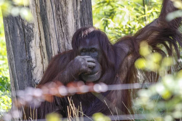 Orangutan Trzymający Nos Rozmazanym Drucianym Ogrodzeniem Jedno Ramię Górę — Zdjęcie stockowe