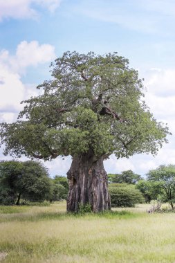 Tek bir büyük ağaç, aşağıdaki çimenli tarlasıyla küçük işlek ağaçların bölgesine hakim olur.