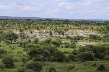 Yeşil çimenlerin ve ağaçların üzerinde ulusal bir safari parkında uçurumun tam ortasında.