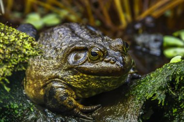Büyük yeşil kurbağa yeşil gölde bulanık arkaplan