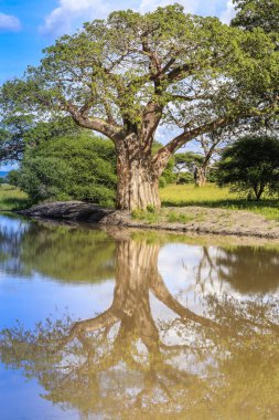 Parlak mavi ve bulutlu gökyüzü, geniş bir ağaçla çekim alanı ve durgun bir nehirdeki yansıması..
