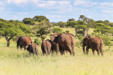 Bir fil ailesi uzun otların arasında yürüyor, parlak yeşil ve mavi, kopya için yer var.