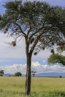 Birçok Weaver kuşu tek bir ağacın dallarına asılmış.