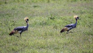 İki gri turna kuşu Afrika 'da bir çim tarlasında birbirini takip ediyor.