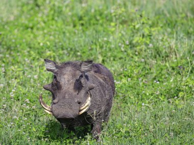 Bireysel yaban domuzu yazı için öne doğru bakar, dişler onu gülümsüyormuş gibi gösterir.