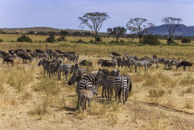 Göçmen zebra ve antilop sürüsü Afrika 'daki bir safari safarisinde yürüyor.